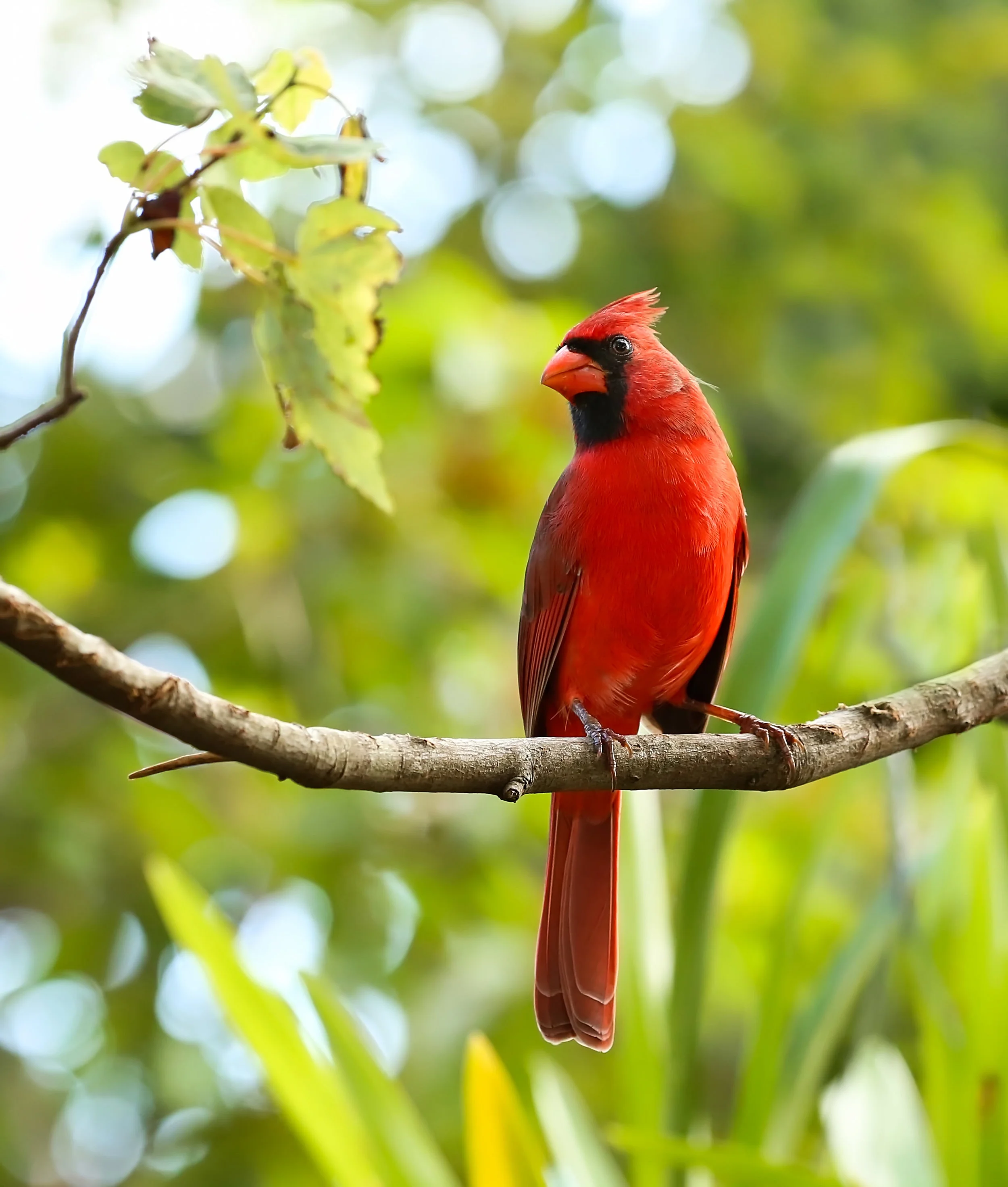 Cardinal.jpg
