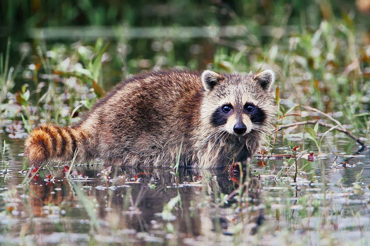 Raccoon.jpg