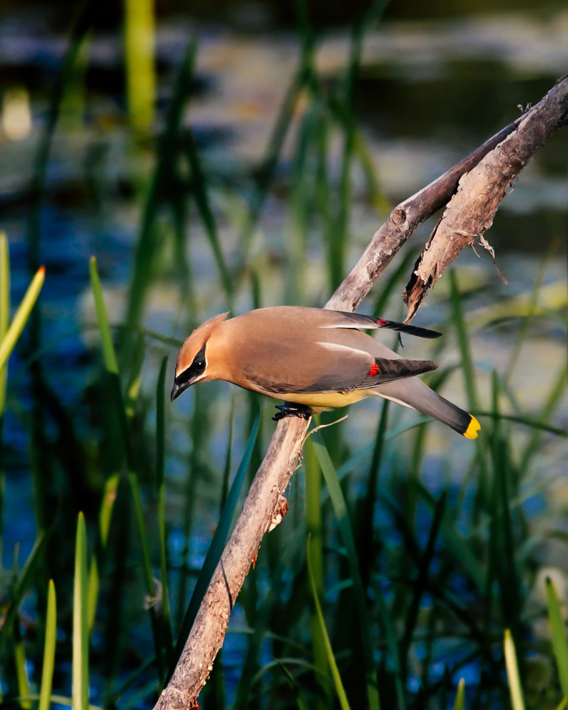 Cedar Waxwing.jpg