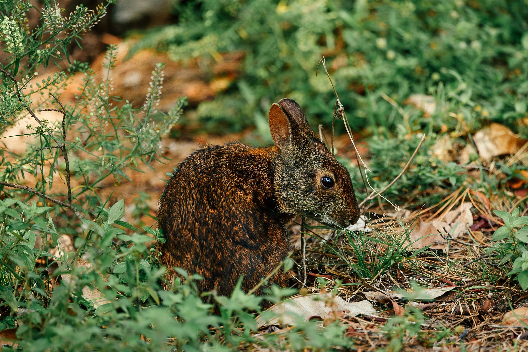 Marsh Rabbit-2.jpg