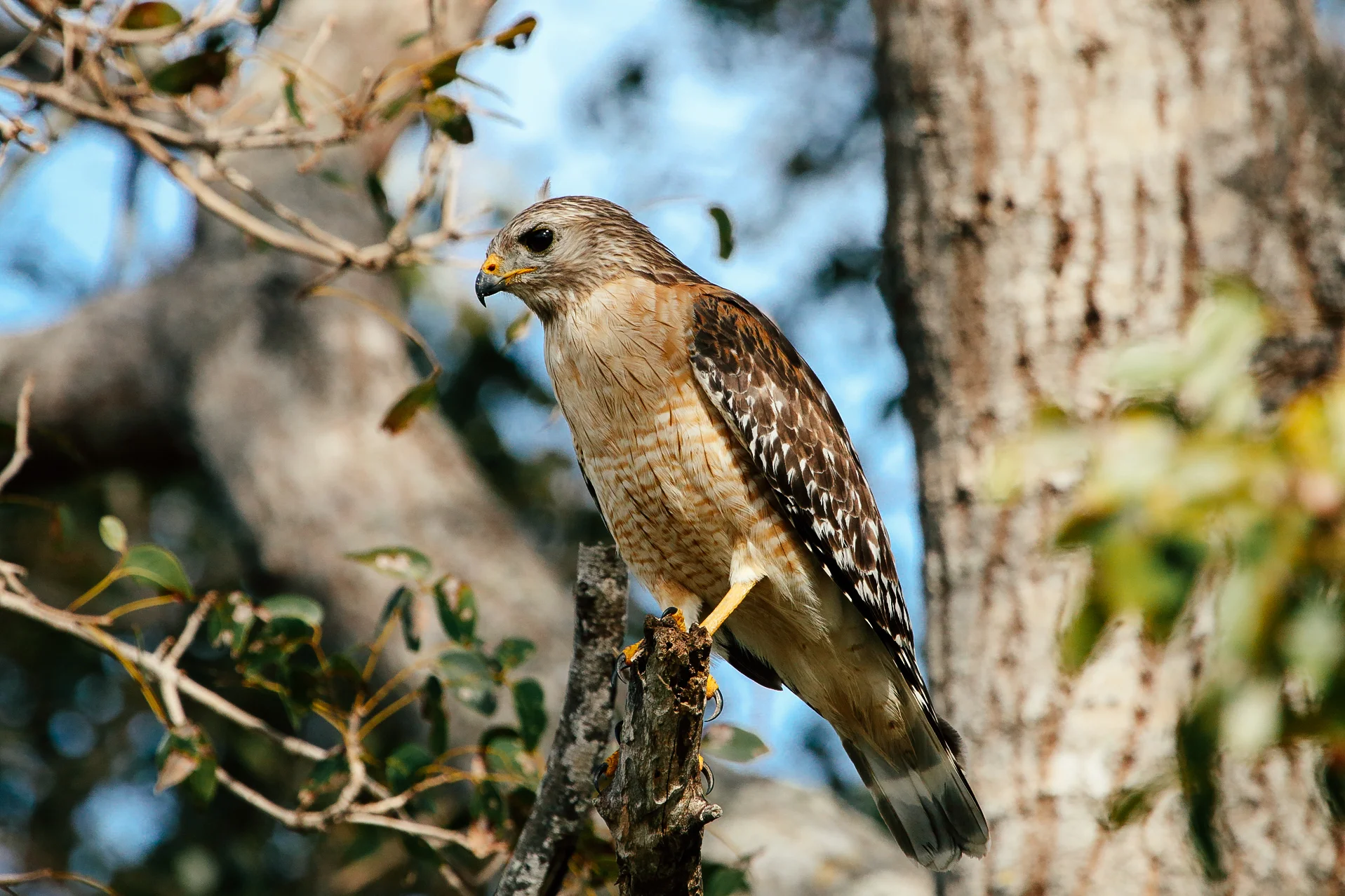 Red Shouldered Hawk.jpg
