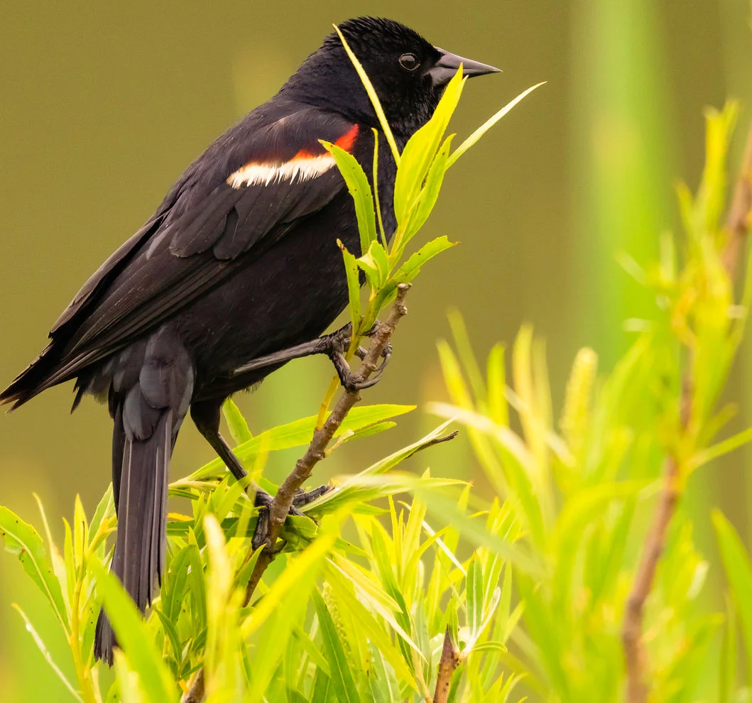 Red Winged Blackbird.jpg