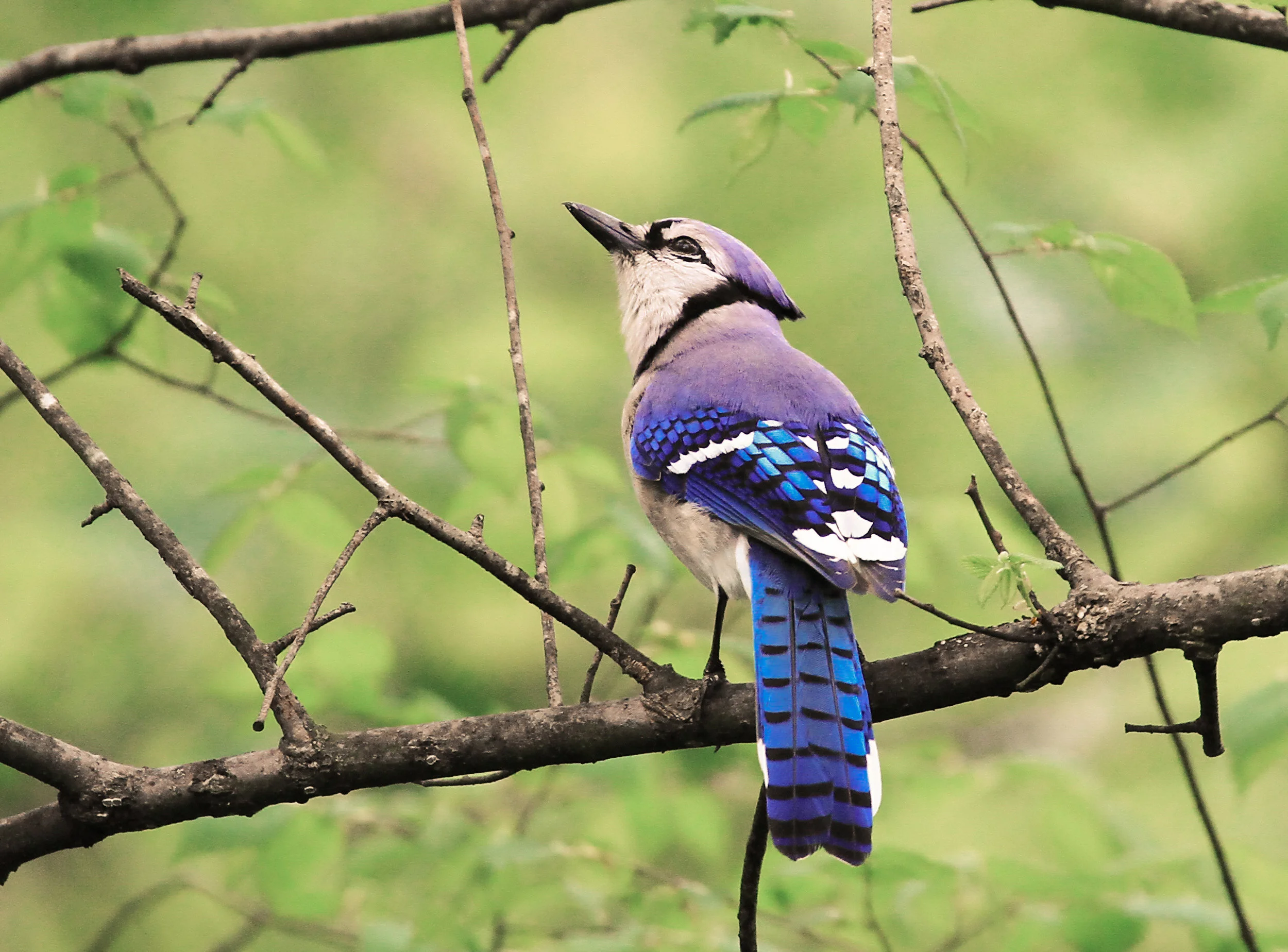 Blue Jay.jpg