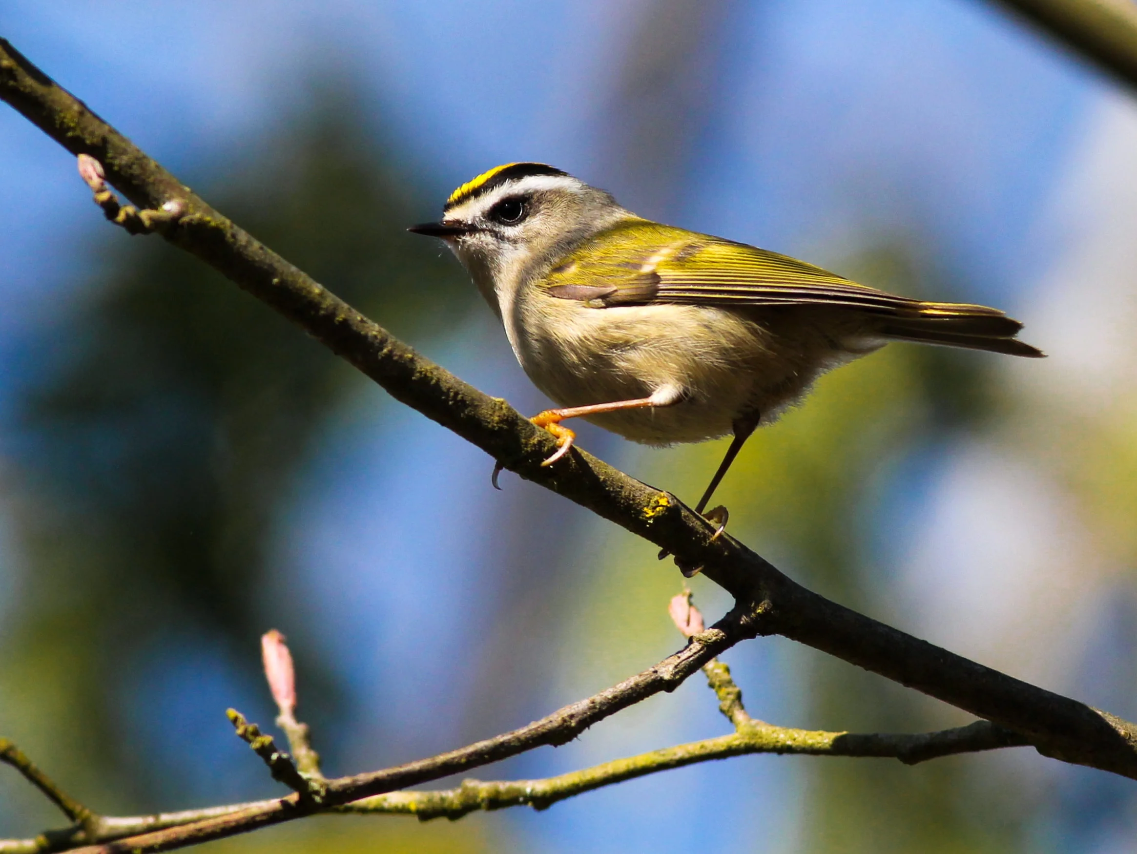 Golden+Crowned+Kinglet.jpg