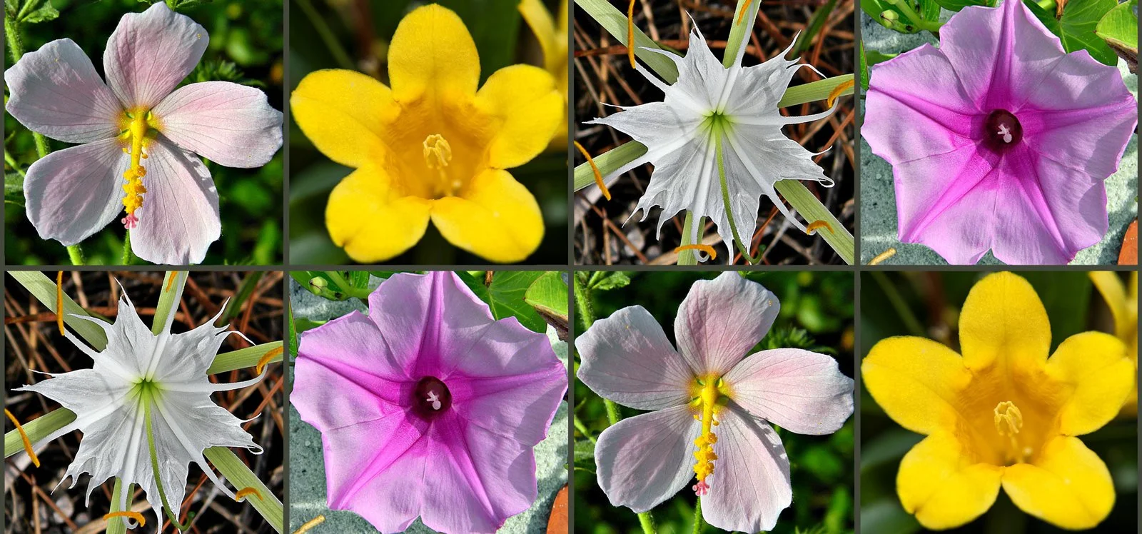 flowers-2.jpg