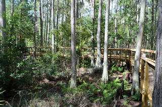 cypress dome ecosystem.PNG