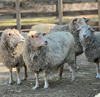 barnyard.jpg