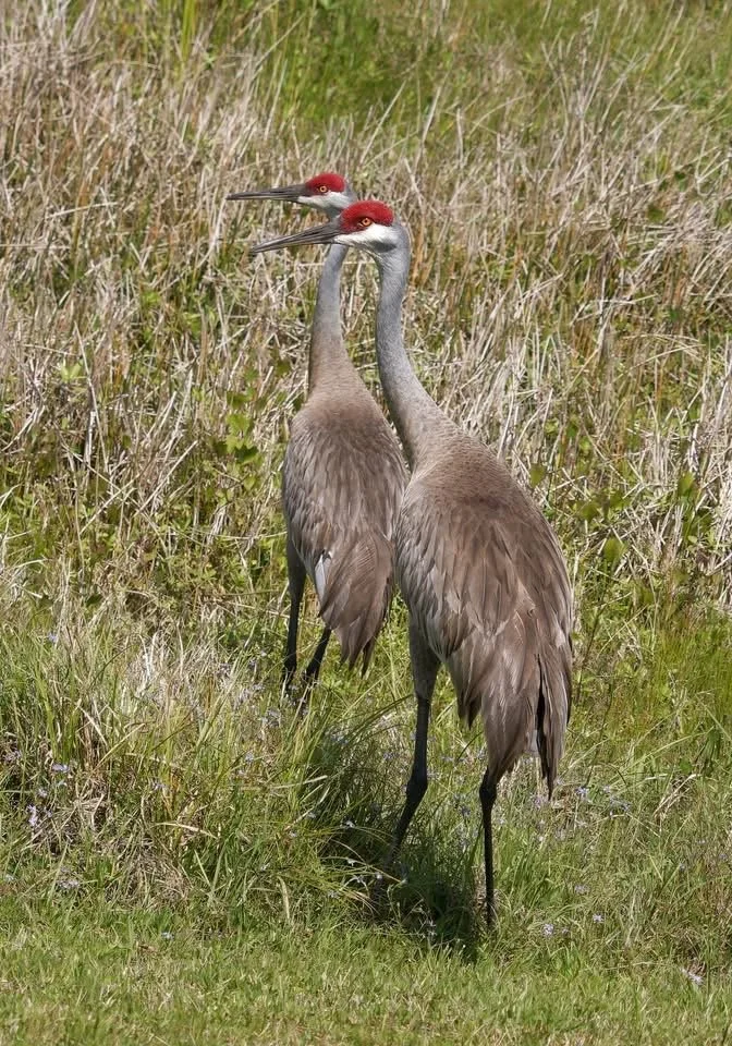 sandhill cranes.JPG