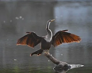ANHINGA.jpg