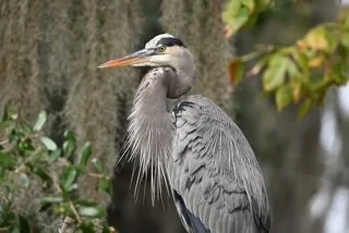 great blue heron.JPG