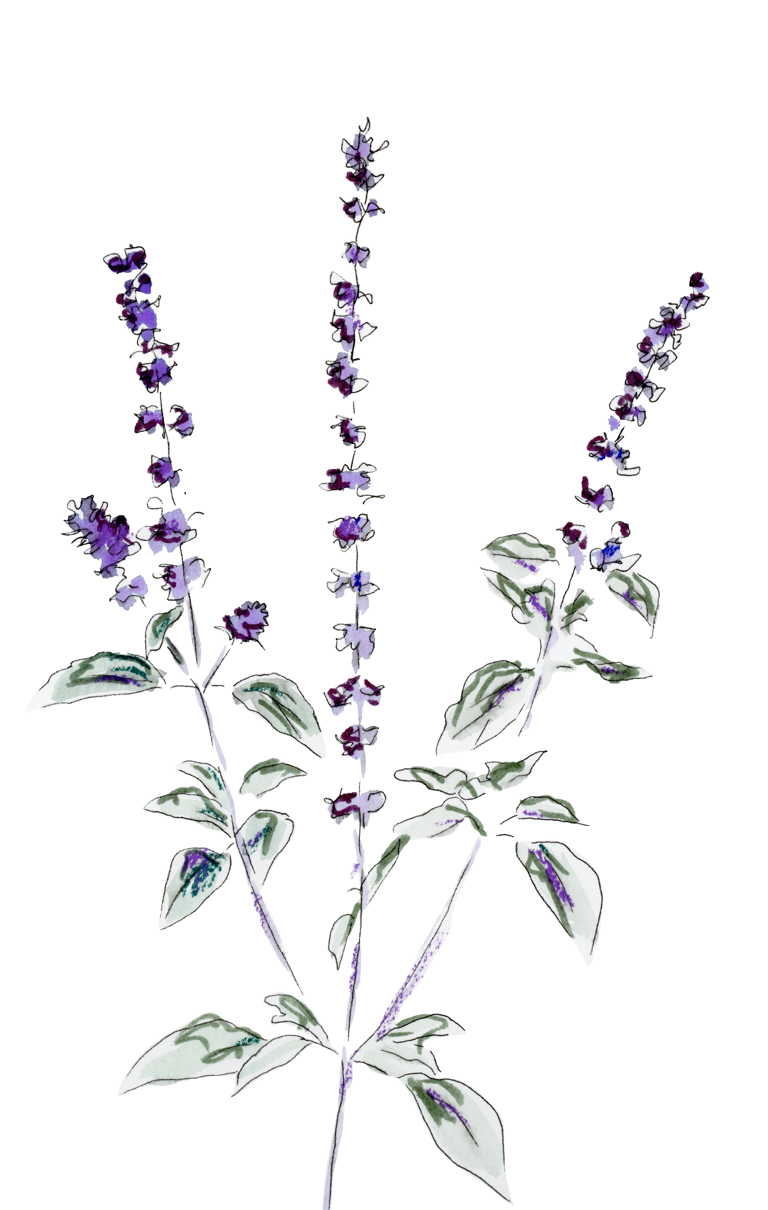 AfricanBlueBasil.Aliprints.png