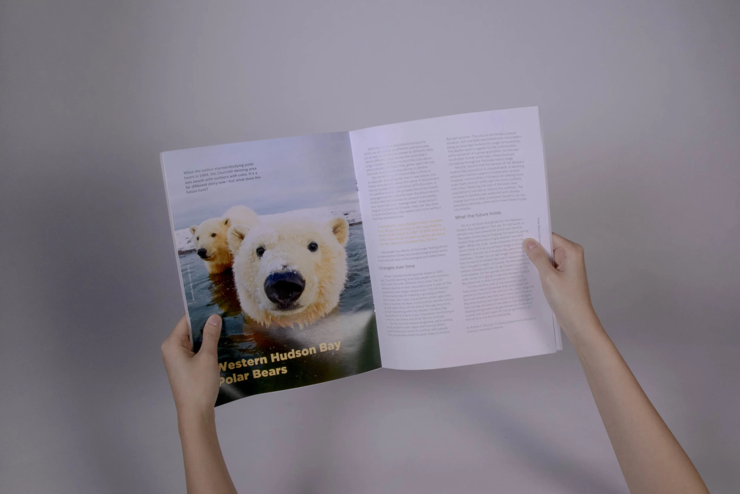 polarbear48.jpg