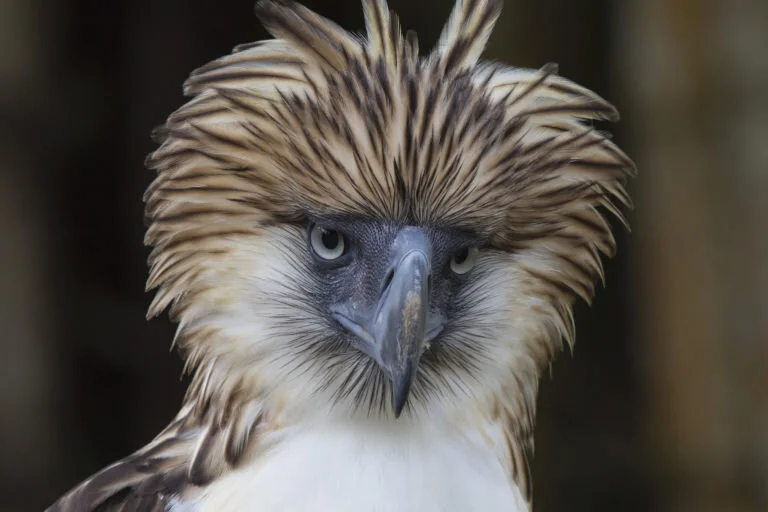 The Kaliwa Dam project will threaten numerous endemic species including the Philippine eagle (Pithecopaga jefferyi), as the Sierra Madre mountain range is one of the last strongholds of this critically-endangered species. Image courtesy of Cornell Lab of Ornithology
