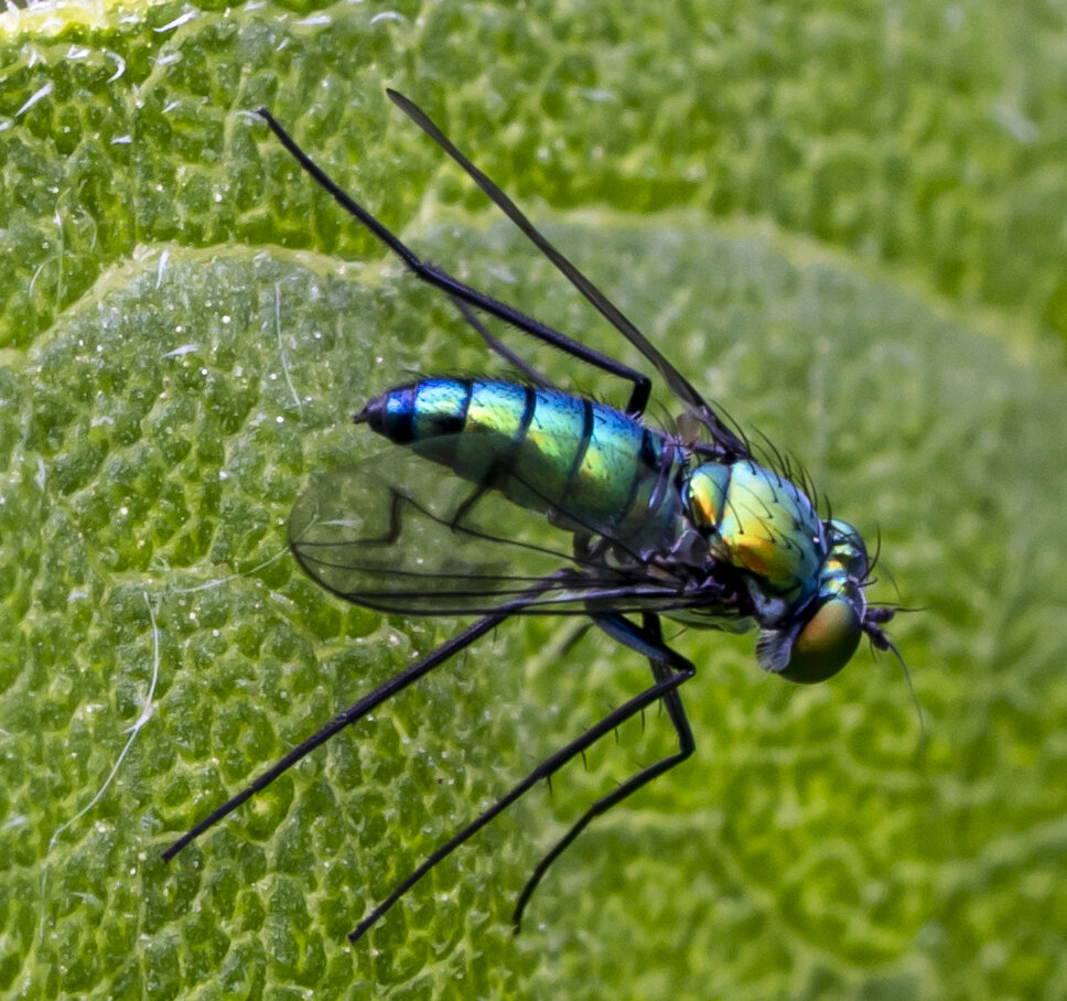 Shiny bug.........