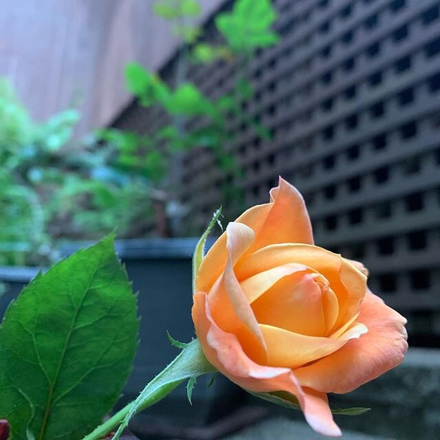 Rose bushes - 1
Deer - 0
Three more rose buds to go...