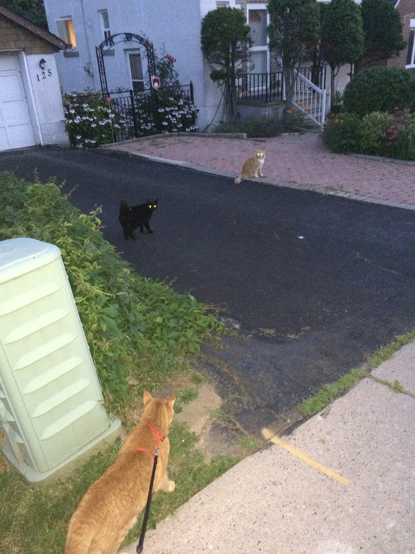 Joyce listens while walking her cat Spice, in Ontario
