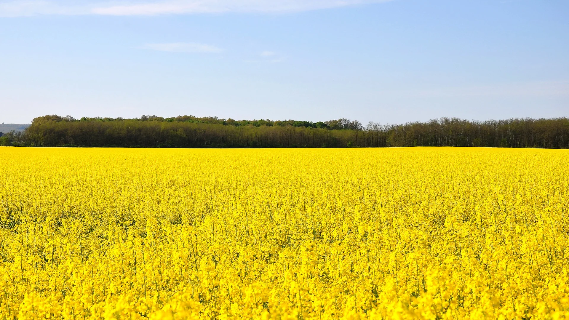 spring-1344437_1920.jpg