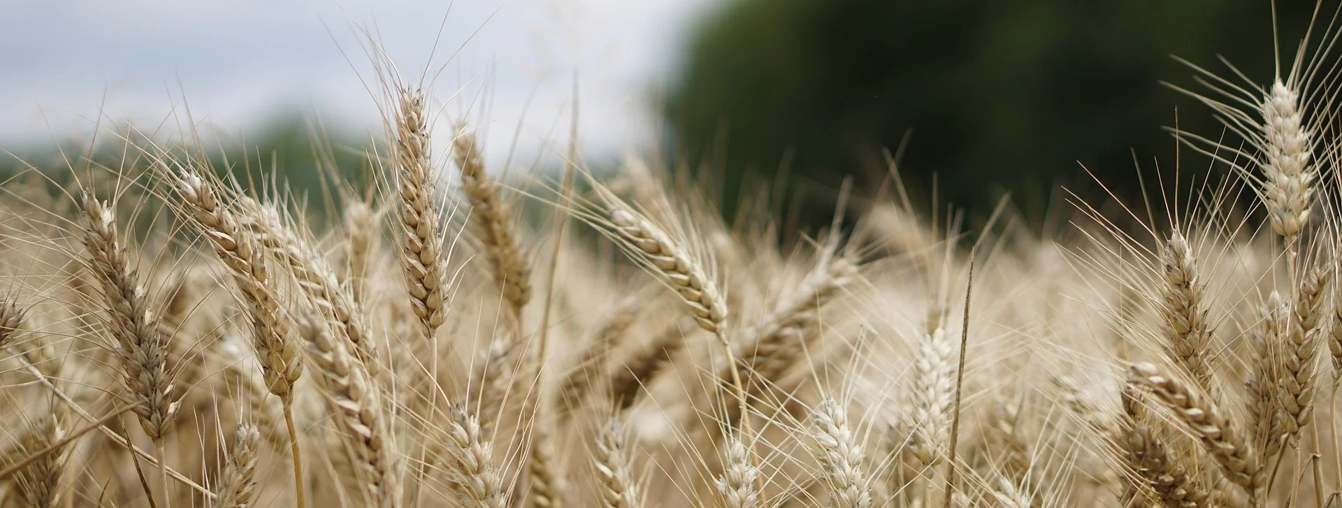 wheat-field-2554356_1920.jpg
