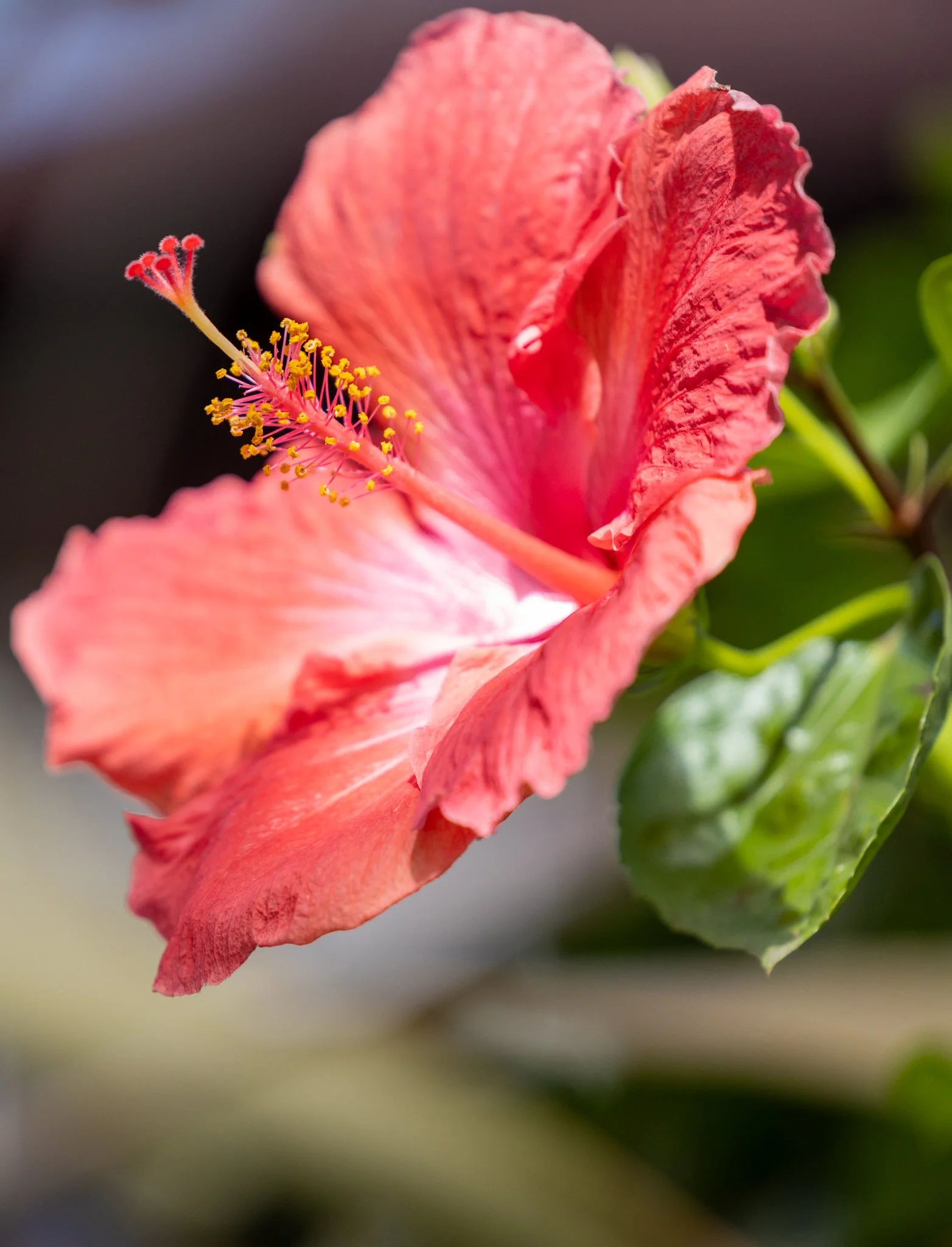 phone_wallpapers_flowers-7.jpg