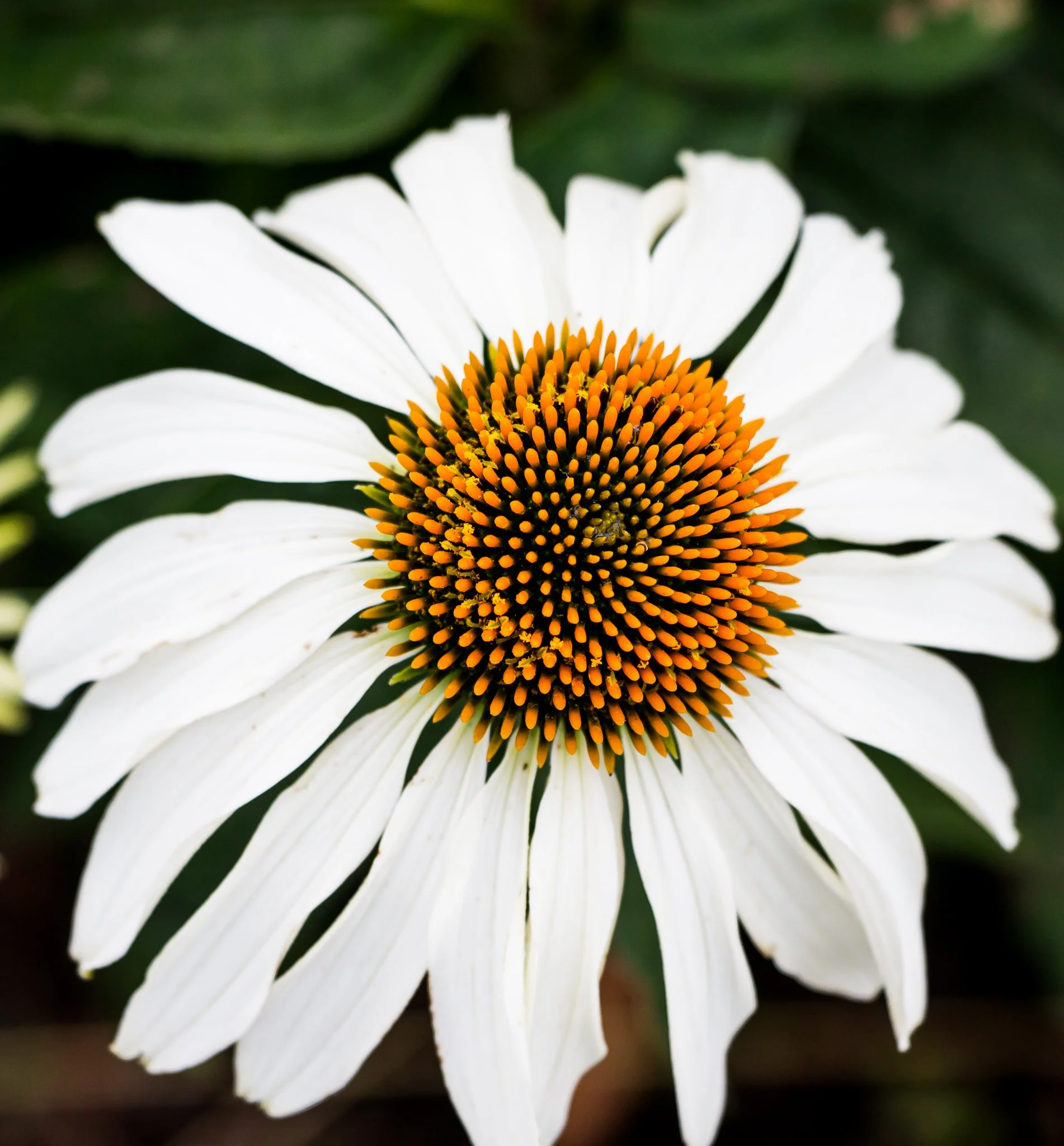 phone_wallpapers_flowers-4.jpg