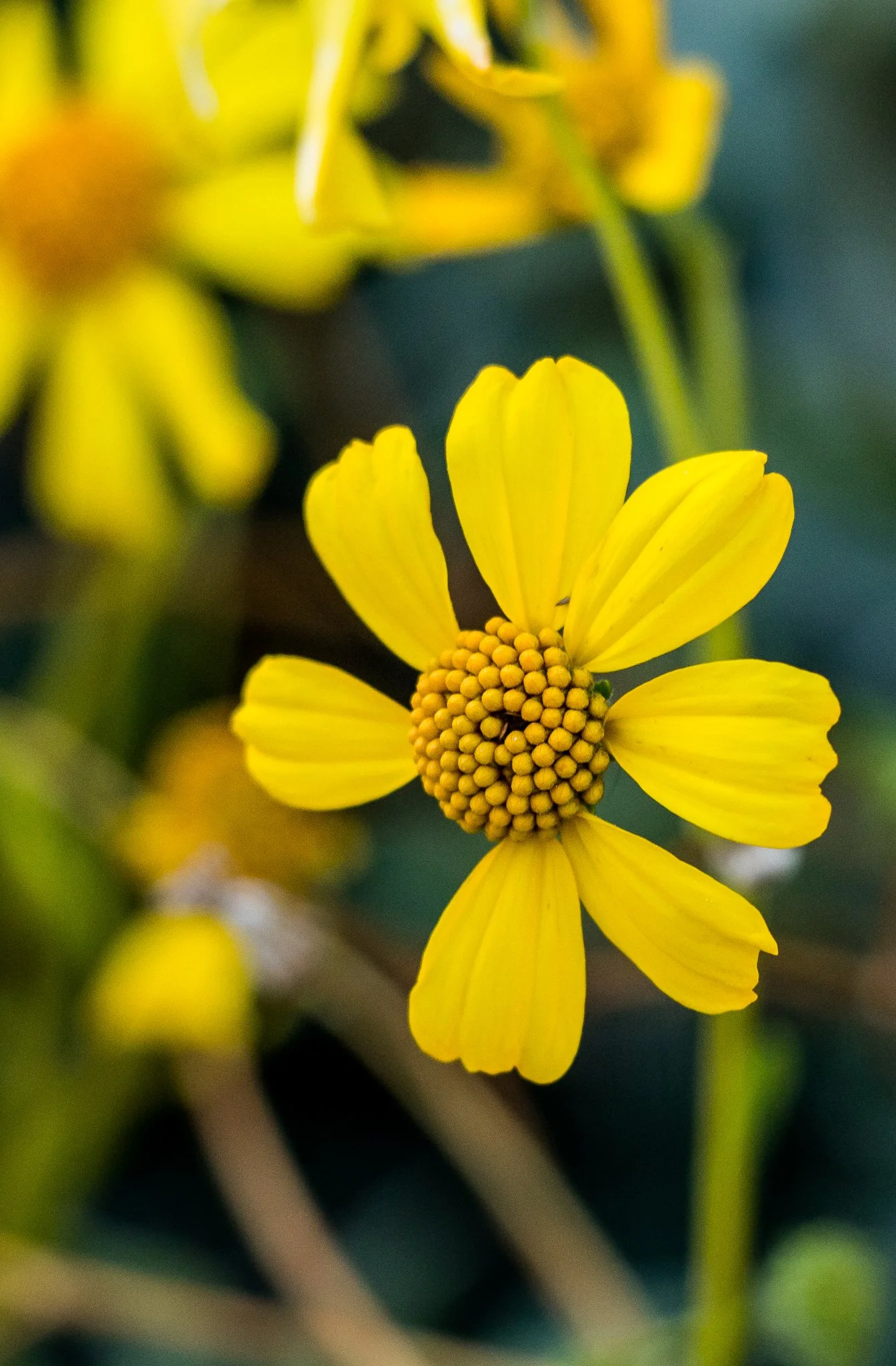 phone_wallpapers_flowers-1.jpg