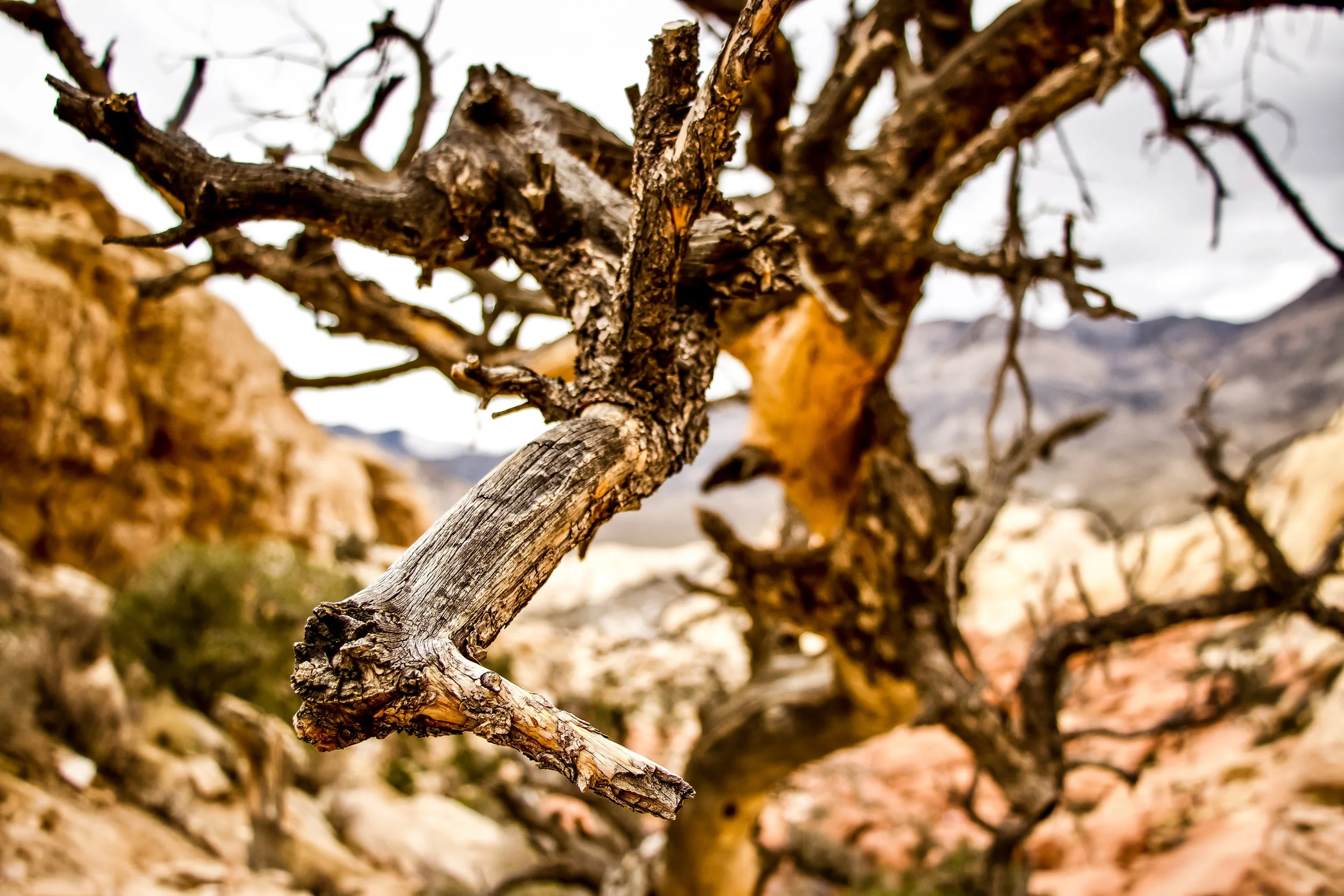 southwest_prints-2.jpg