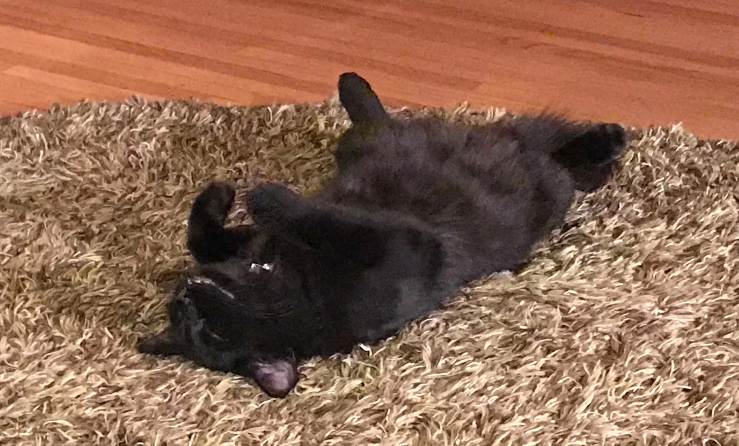  Here’s Charlie, relaxing at home. 