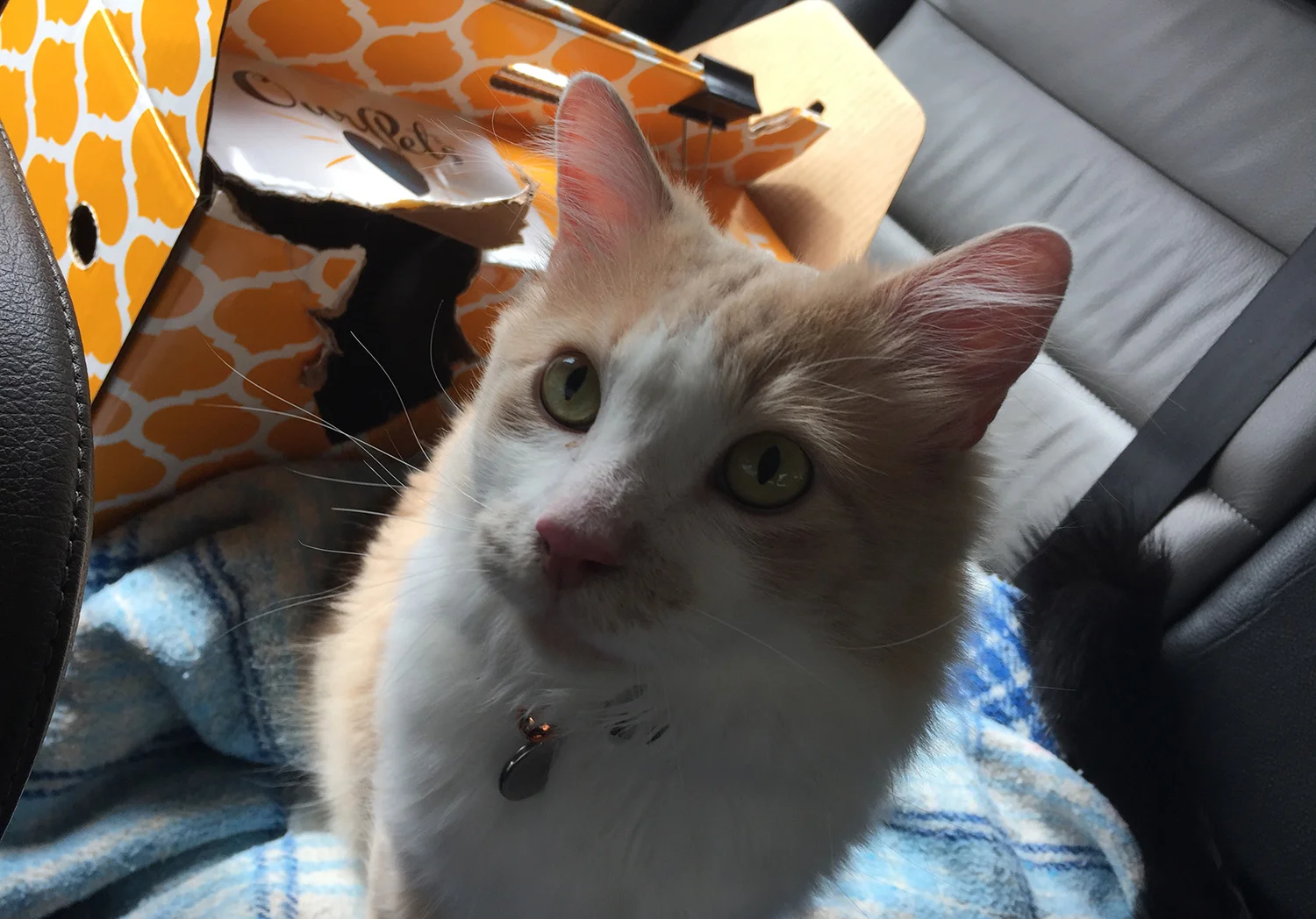  Eddy is a handsome boy and a fluff ball. He’s never met a stranger. 