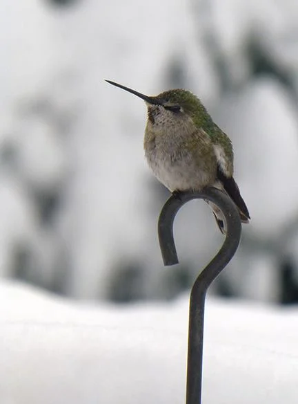  At our house the hummingbirds get whatever they want. 