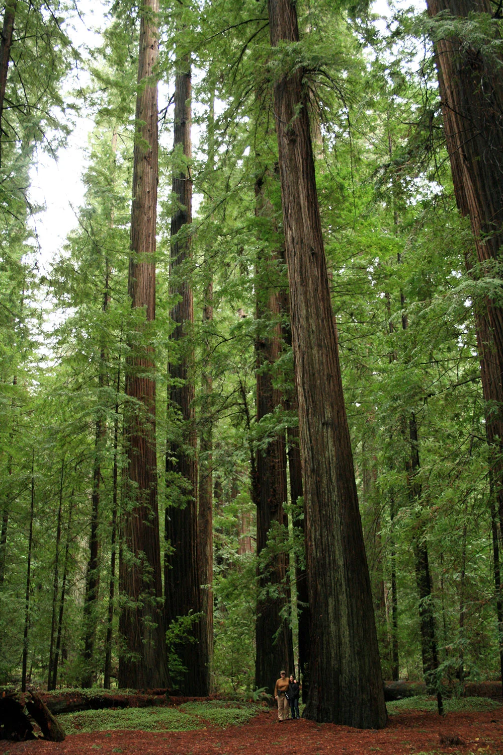  I’ll never get over standing next to a Redwood for the first time. 
