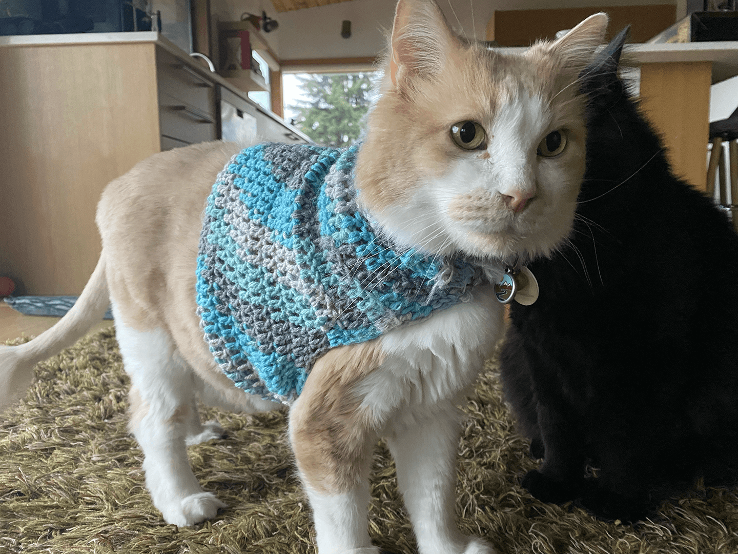  Eddy gets chilly so we got him a sweater vest. 