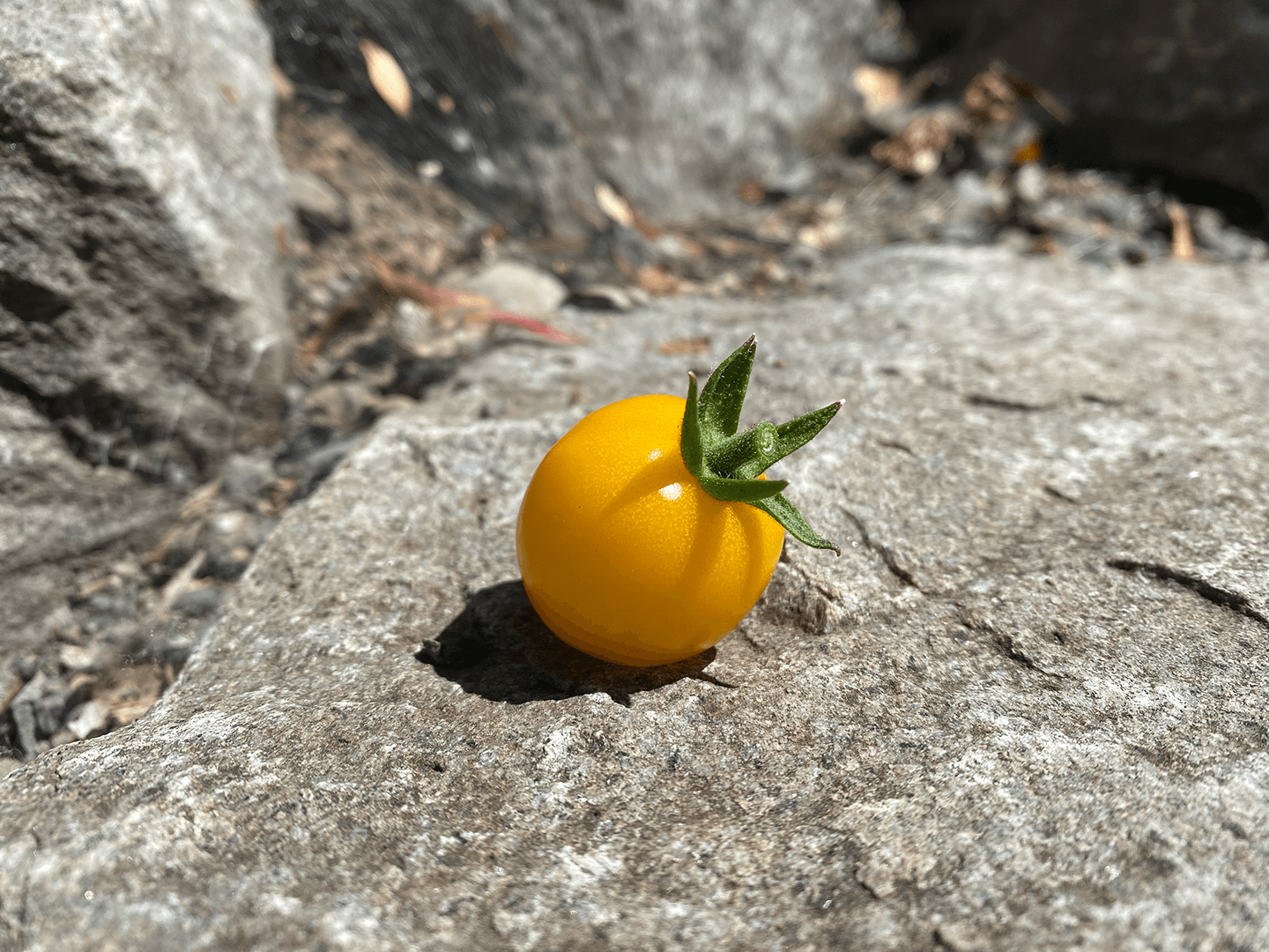  The  First Tomato of 2023. 