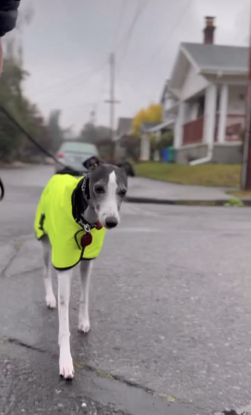 Evee wears a raincoat.