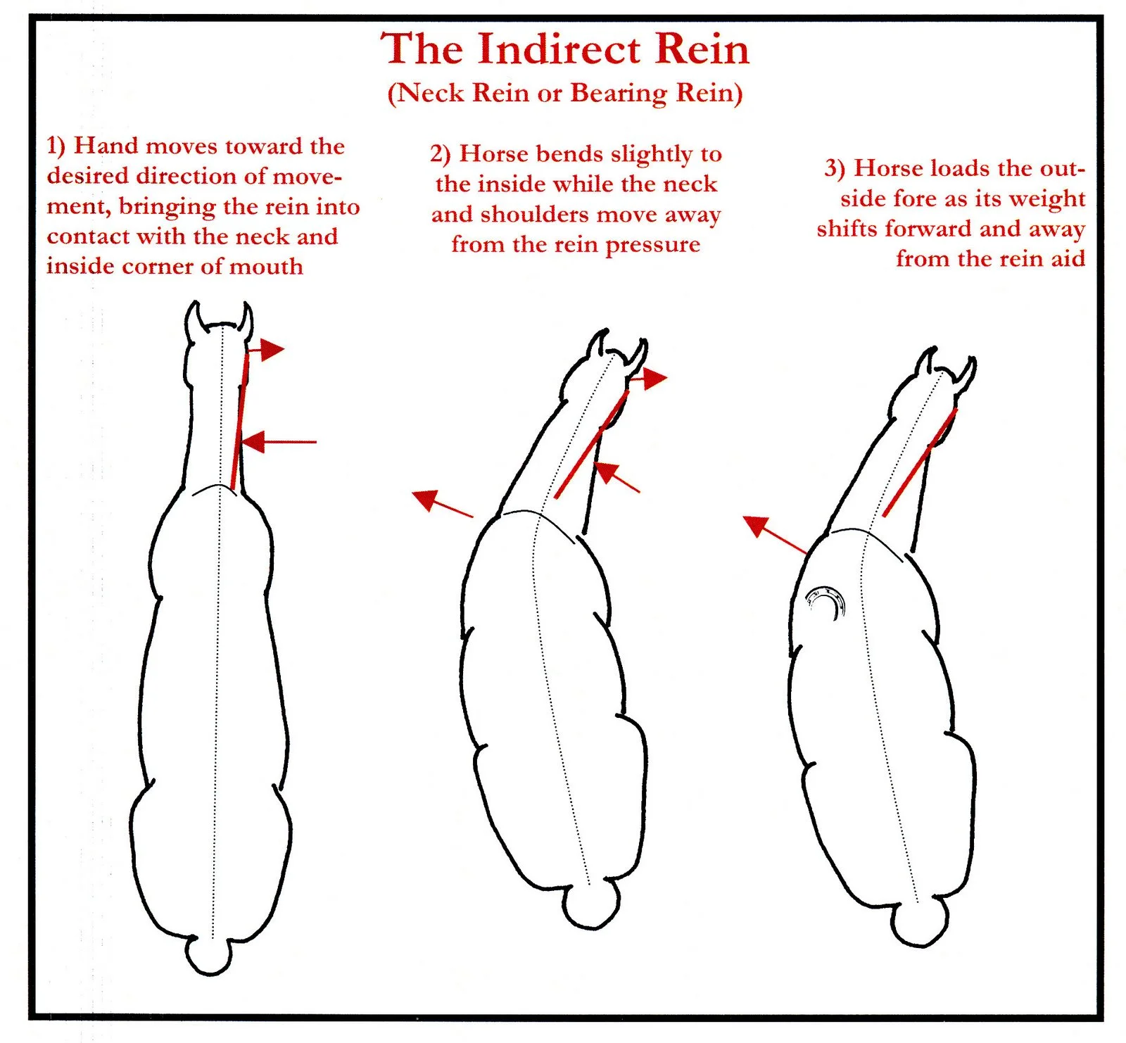 What Is A Bearing Rein Used For At Katie Jenkins Blog