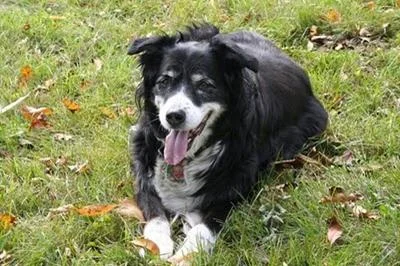 molly1.jpg
