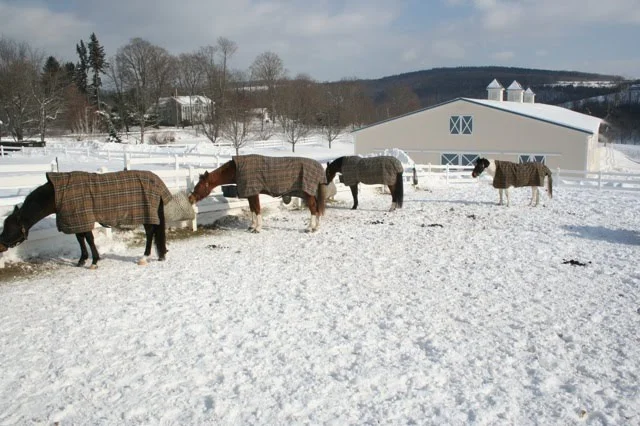 haynetfence5.jpg