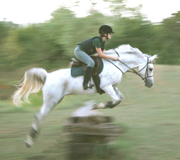 horse jump9.gif