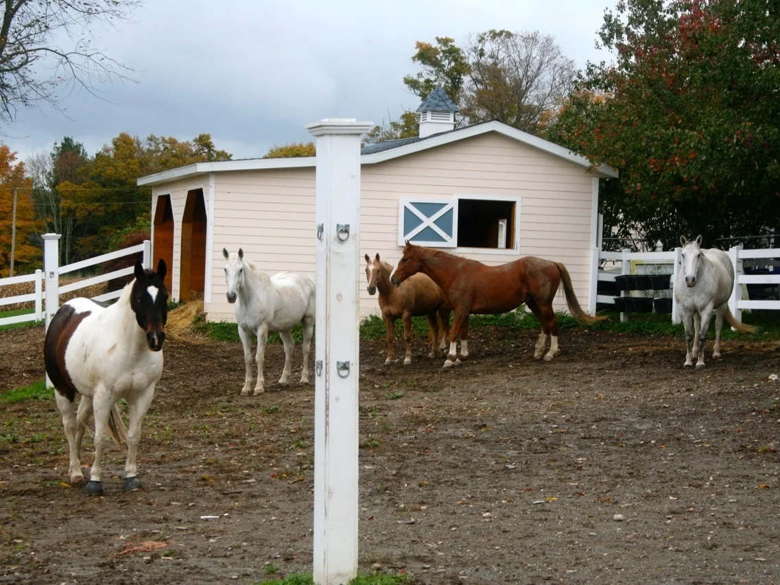 shedherd.jpg