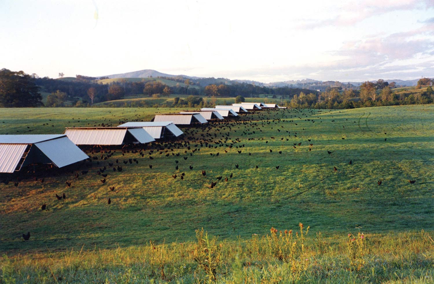 One shed turned to many in the 1990s