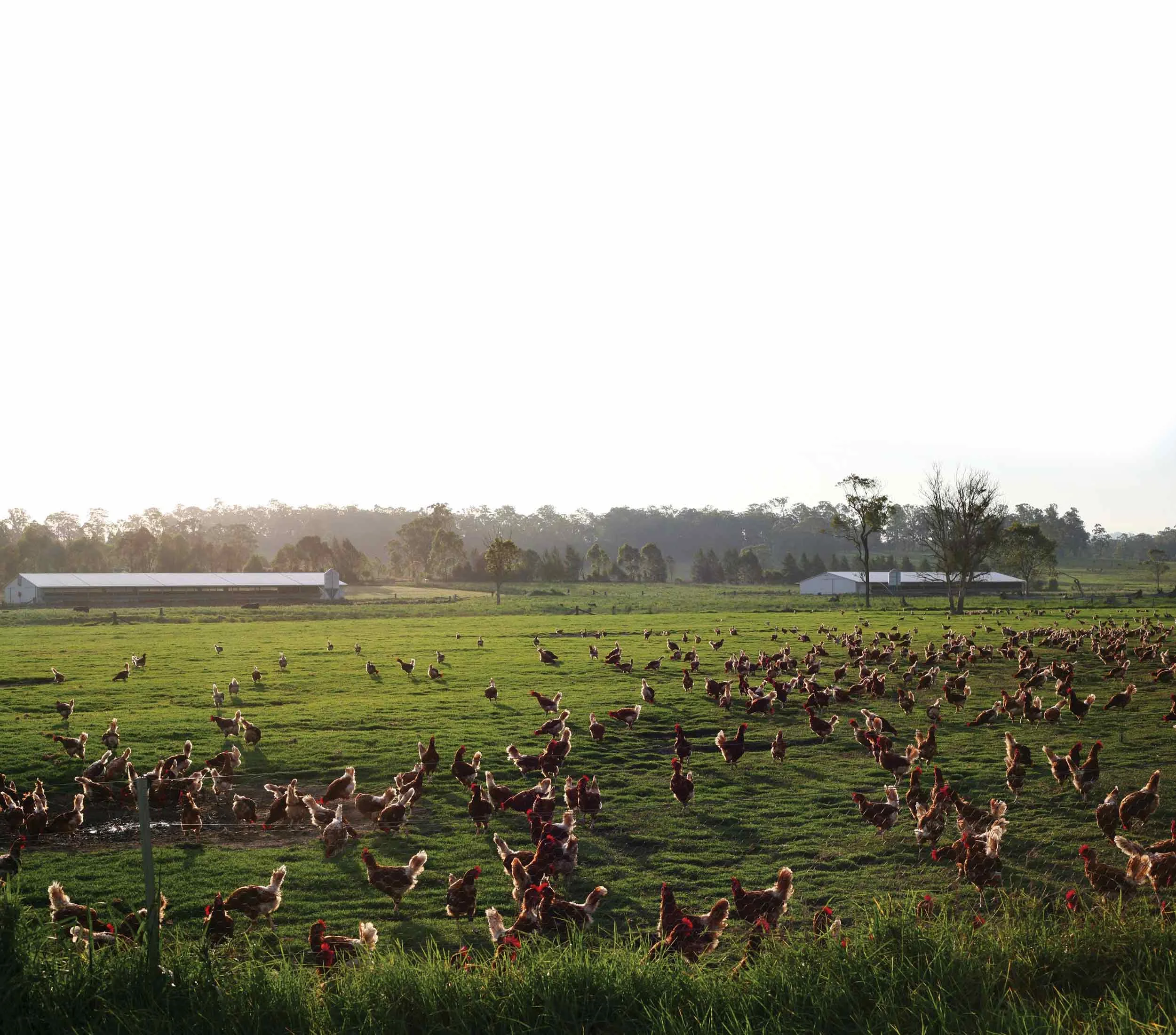 free-range-eggs-manning-valley-nsw-extended.jpg