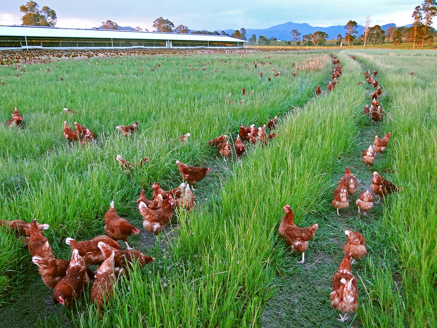 Our Chickens — Manning Valley Free Range Eggs