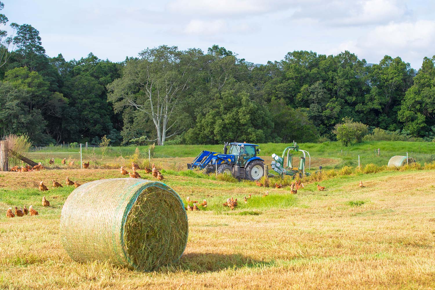 manning-valley-eggs-pasture-bails.jpg