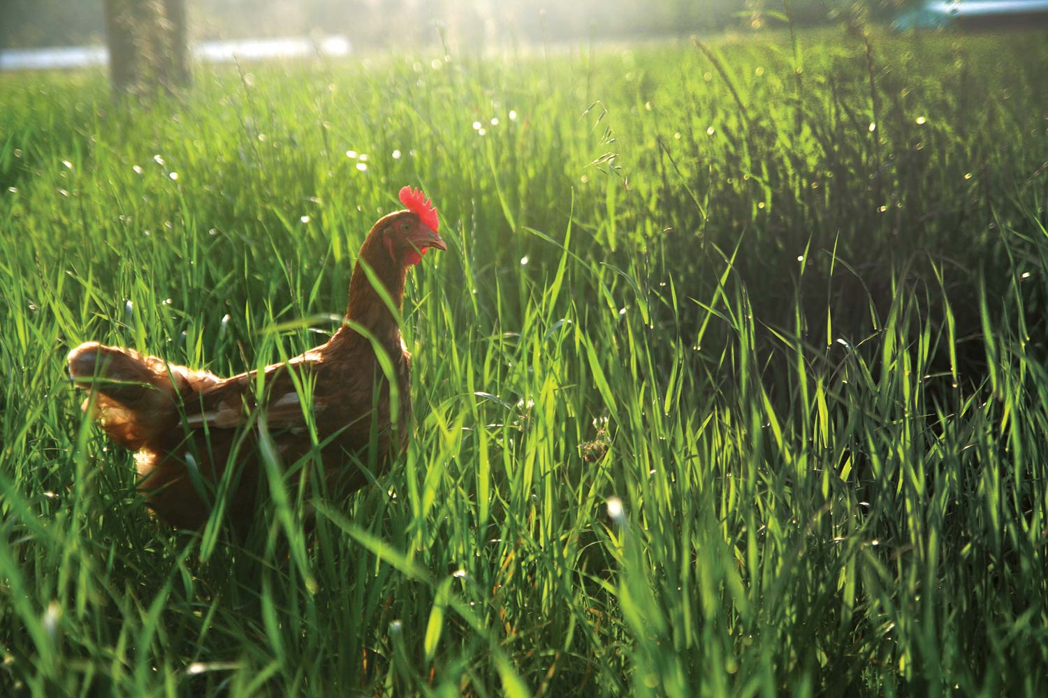 manning-valley-long-grass.jpg