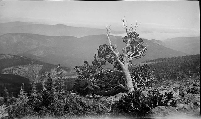 Negative numbers 25 - 28 from the Rocky Mountain Nat. Park Album - 1924 Captioned, &ldquo;timberline views&rdquo; #foundphoto #snapshot #familyslideshow #longlivefilm #nationalparks #rockymountainnationalpark  #vacationpic #thatview #takeahike #treel