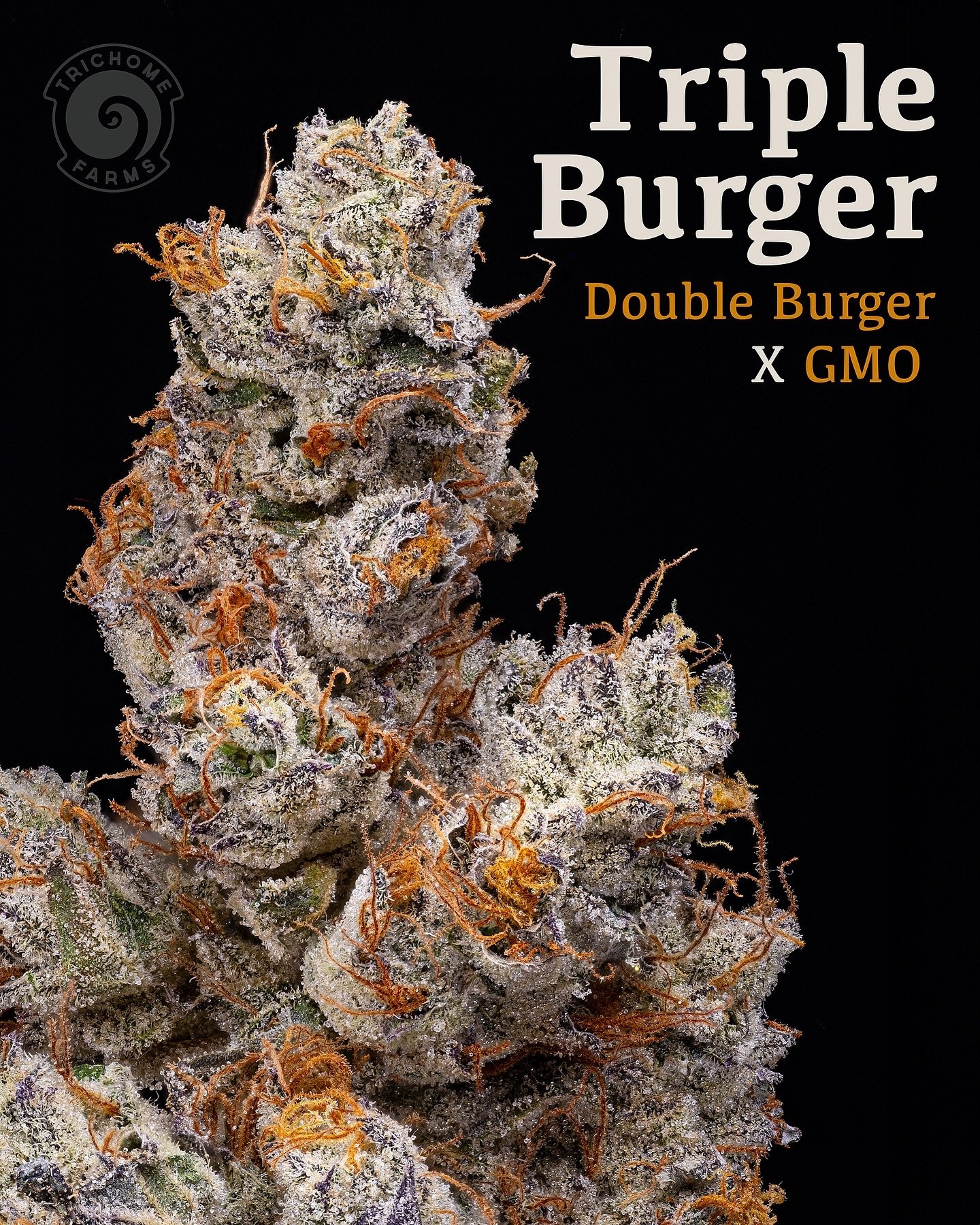 TRIPLE BURGER: Double Burger X GMO
⛽️