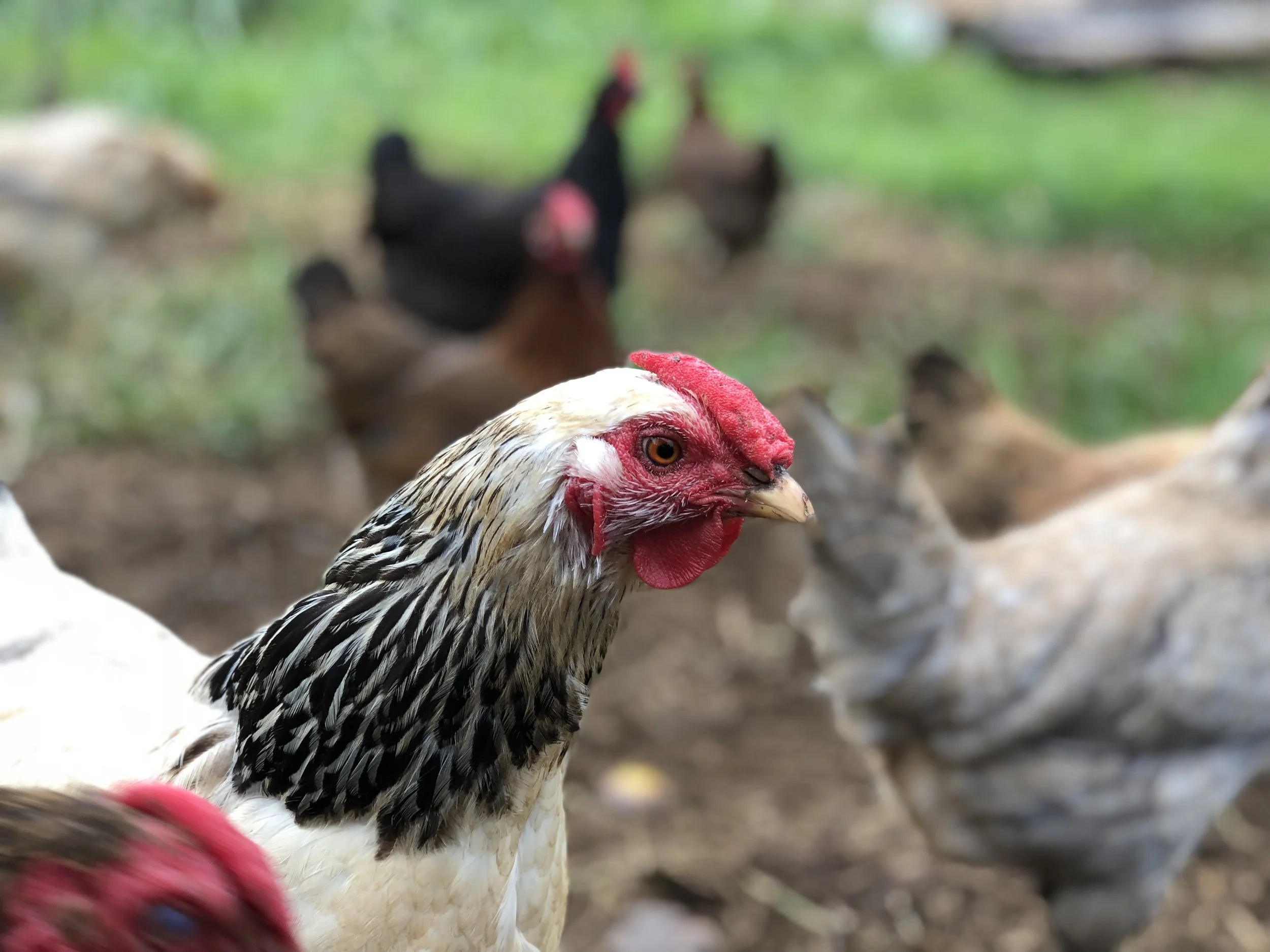 Food Security Hawai'i