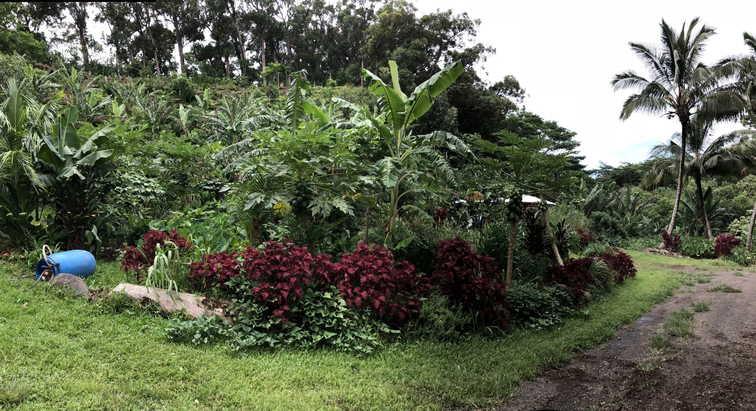 Food Security Hawai'i