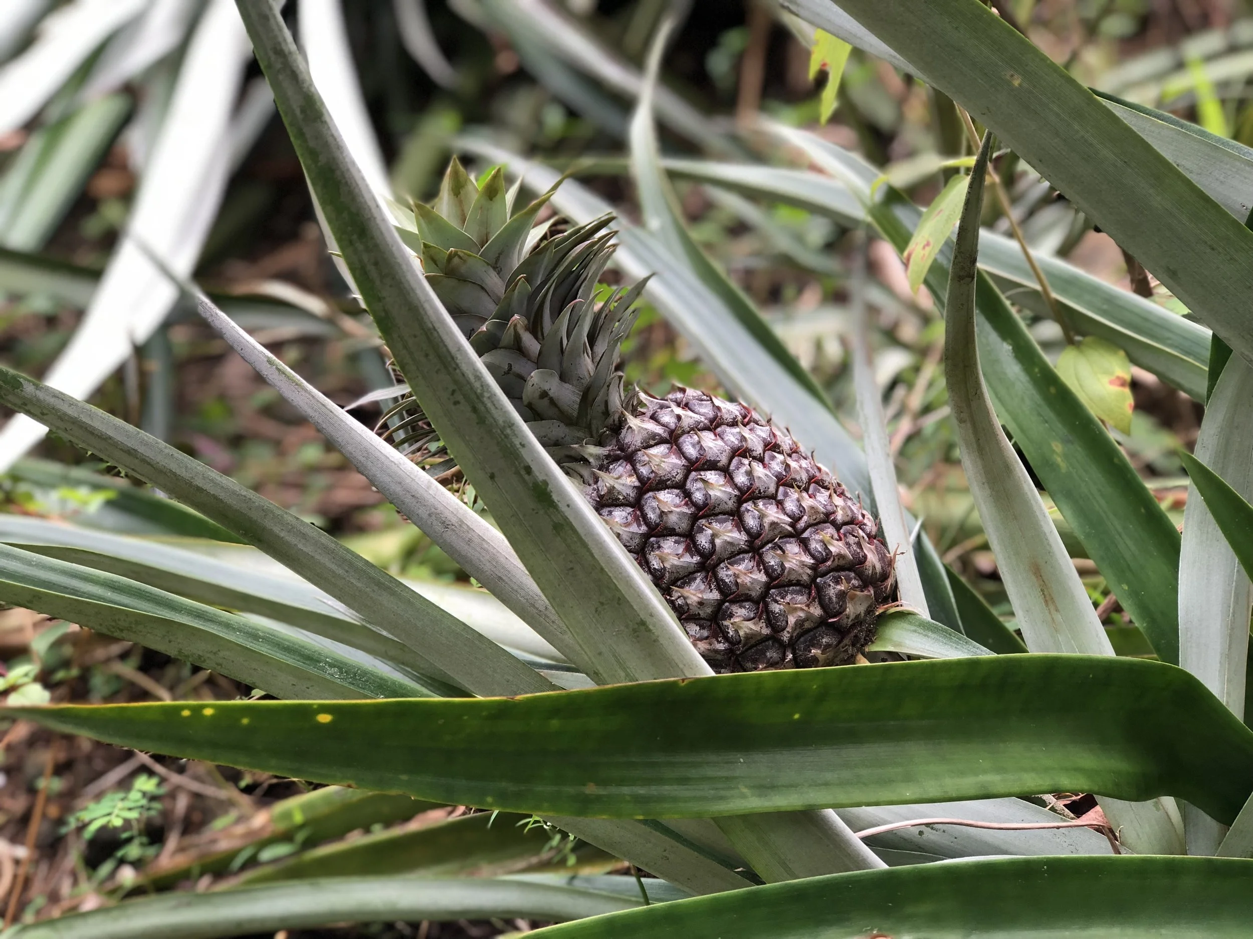 Food Security Hawai'i
