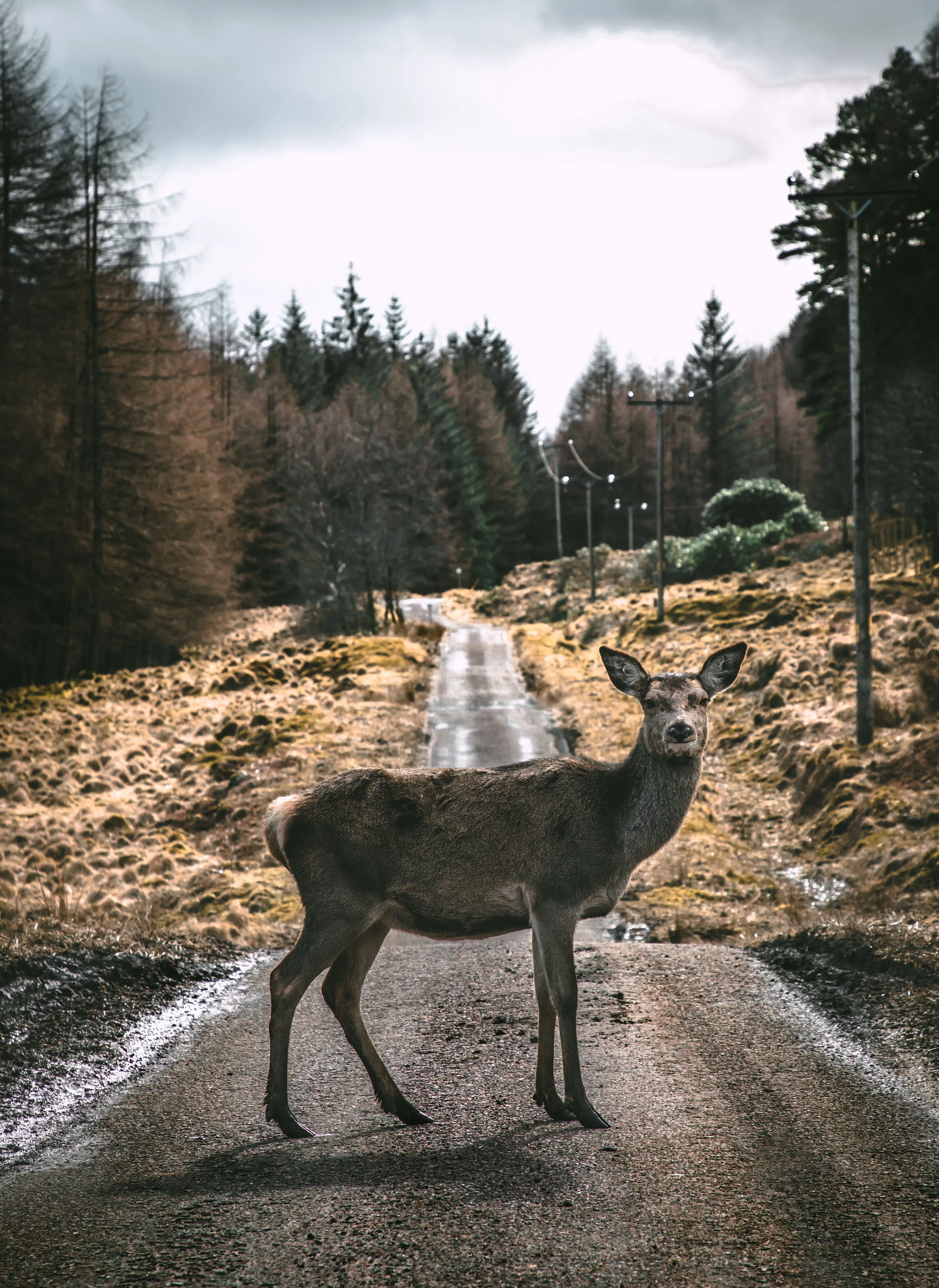 BZ Podcast Review 26: Ten Roadblocks to A Successful Life