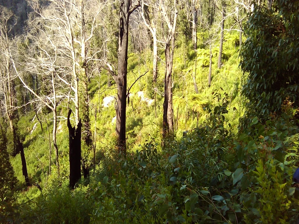 Thick regrowth